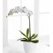 Orchid Plant